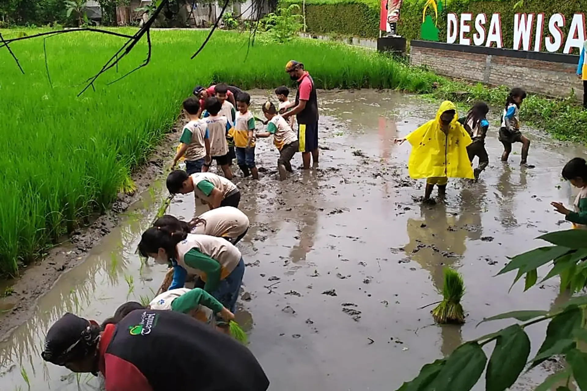 outbound menanam padi di jogja desa wisata tembi